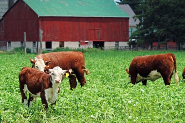 Young cows grazing clipart