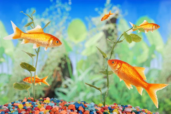 Fischbecken mit Goldfischen — Stockfoto
