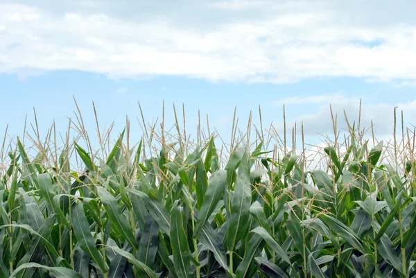 Кукурудзяні поля крупним планом — стокове фото