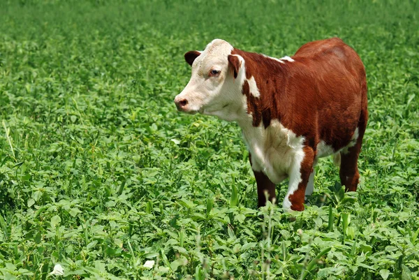 Fiatal marhahús tehén — Stock Fotó