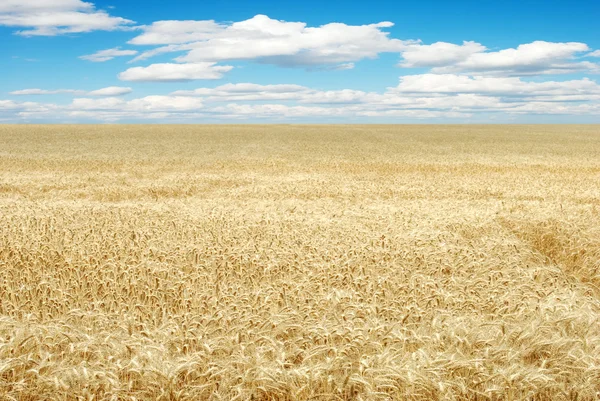 Weizenfeld mit bewölktem Himmel — Stockfoto