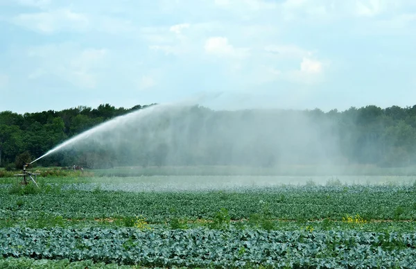 Watering a cabbage field — Stock Photo, Image