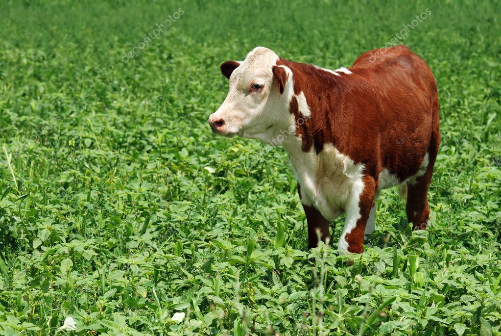 Young Beef Cow Stock Photo Mcgphoto 3659196 young-beef-cow-stock-photo-mcgphoto-3659196