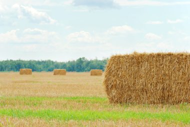 Fresh cut straw in a field clipart