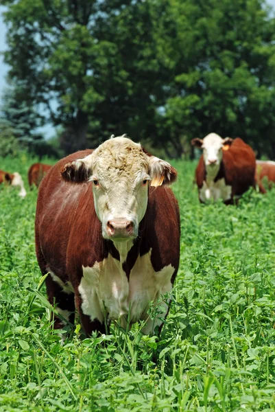 Beef cattle — Stock Photo, Image