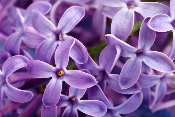 Closeup μωβ λιλά λουλούδι — Φωτογραφία Αρχείου