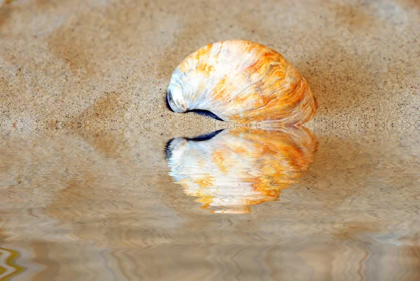 Shell curvo na areia com água — Fotografia de Stock