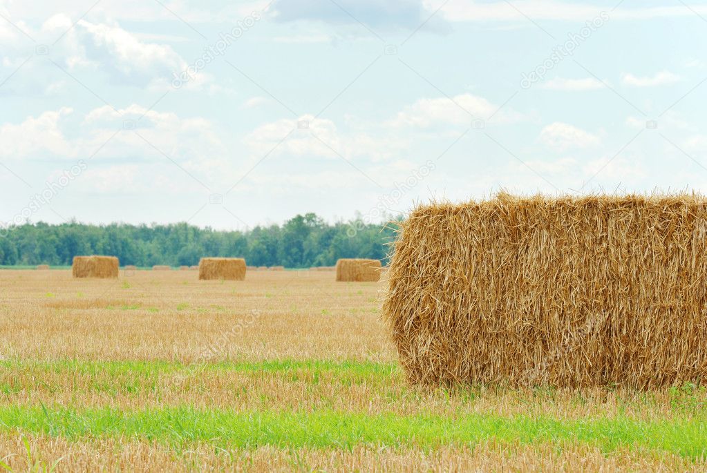 Fresh cut straw in a field