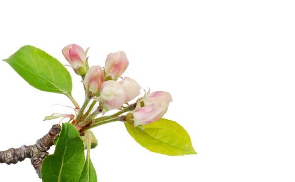 Izolované jablečné květy — Stock fotografie