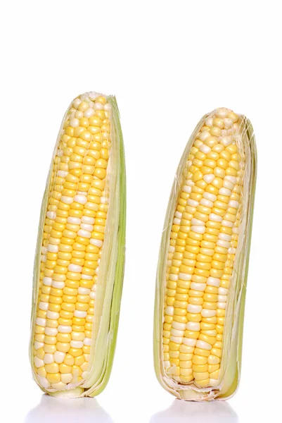 Isolated 2 ears of sweet corn on the cob — Stock Photo, Image