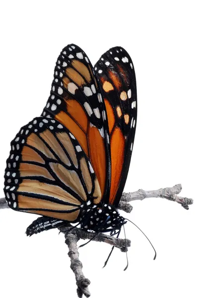 Borboleta monarca isolada em um ramo — Fotografia de Stock