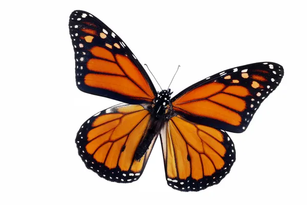 Ізольована Метелик монарх — стокове фото