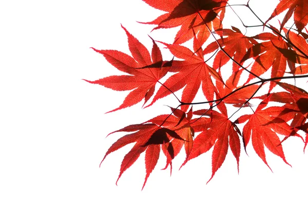 Na białym tle czerwony klon japoński — Zdjęcie stockowe