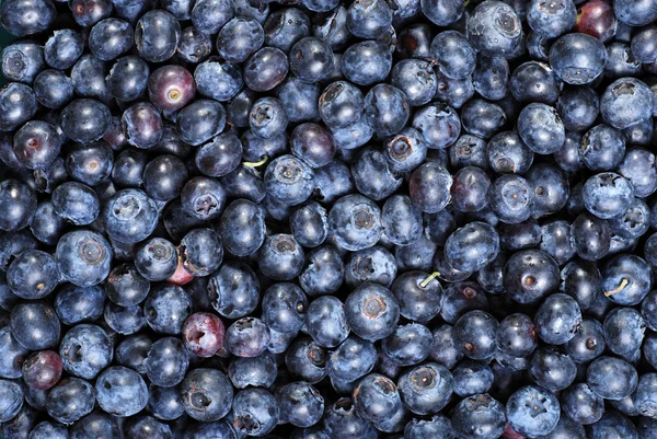 很多的蓝莓 — 图库照片