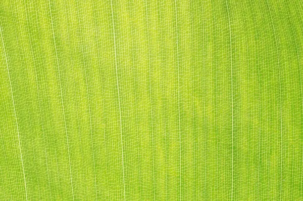 Folha verde macro — Fotografia de Stock