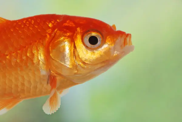 황금 물고기의 매크로 — 스톡 사진