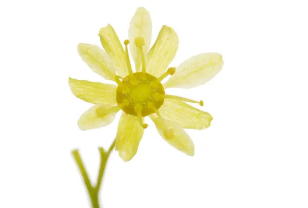 Makro jediný strom květ — Stock fotografie