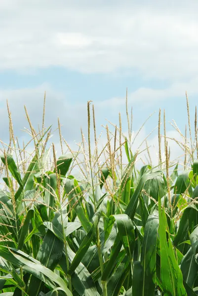 Primer plano campo de maíz poco profundo DOF — Foto de Stock