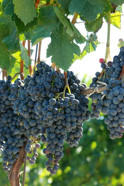 Closeup concord grapes on the vine shallow DOF — Stock Photo, Image