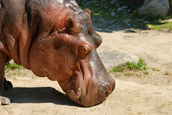 Fechar de um hipopótamo — Fotografia de Stock