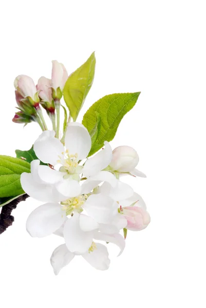 Çiçekli elma ağacı — Stok fotoğraf