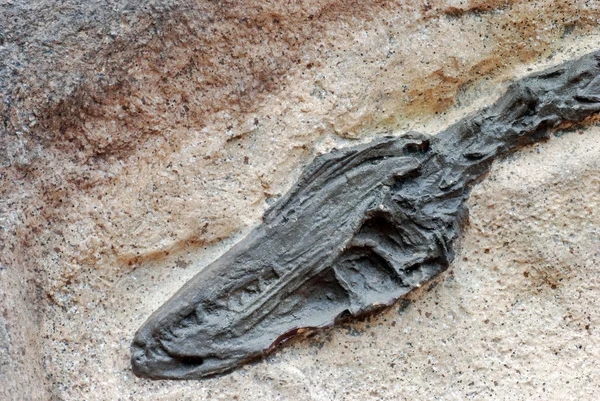 Tête fossile — Photo