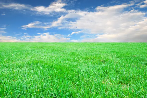 Green Grass Field Under Midday Sun On Blue Sky Stock Photo Logray