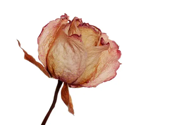 Na białym tle róża suszona — Zdjęcie stockowe
