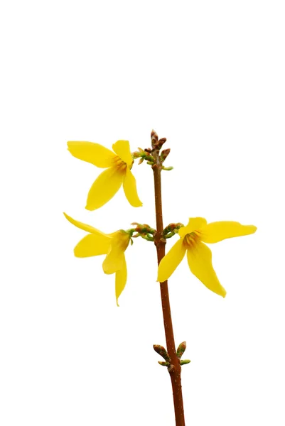 Elszigetelt forsythia virágok — Stock Fotó
