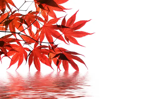 Isolado vermelho japonês bordo com água reflexão — Fotografia de Stock