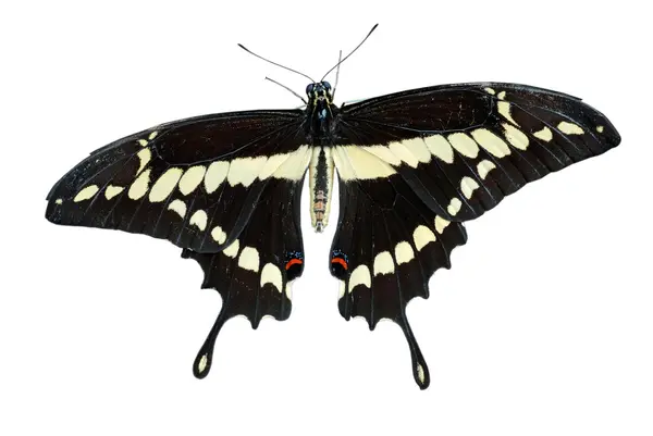 Na białym tle swallowtail motyl — Zdjęcie stockowe