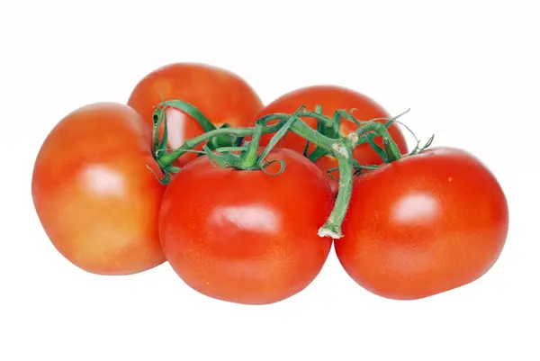 ツルで分離されたトマト — ストック写真