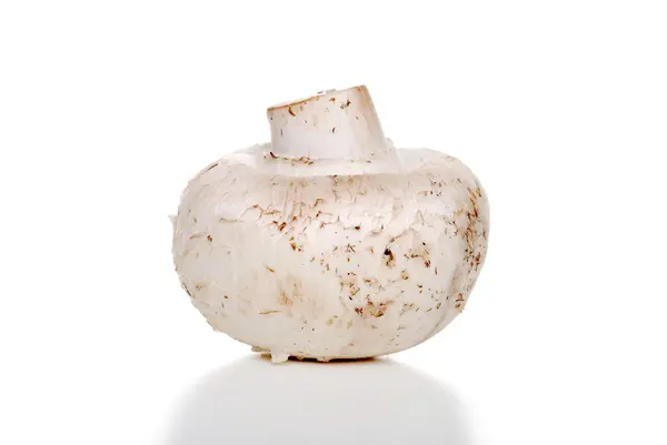 Cogumelo branco isolado — Fotografia de Stock