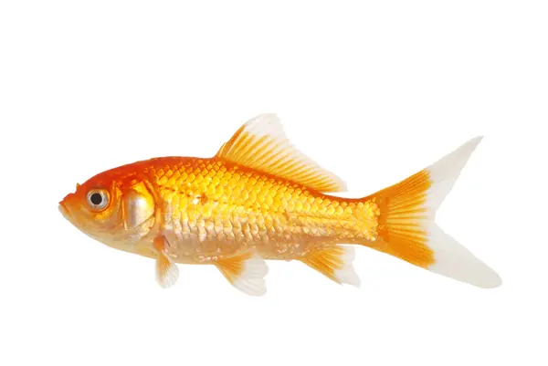 Isolated white tip gold fish — Stock Photo, Image