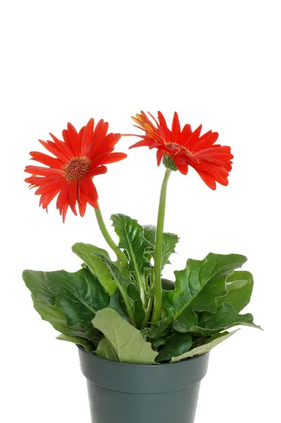 Kırmızı gerbera daisy saksı — Stok fotoğraf