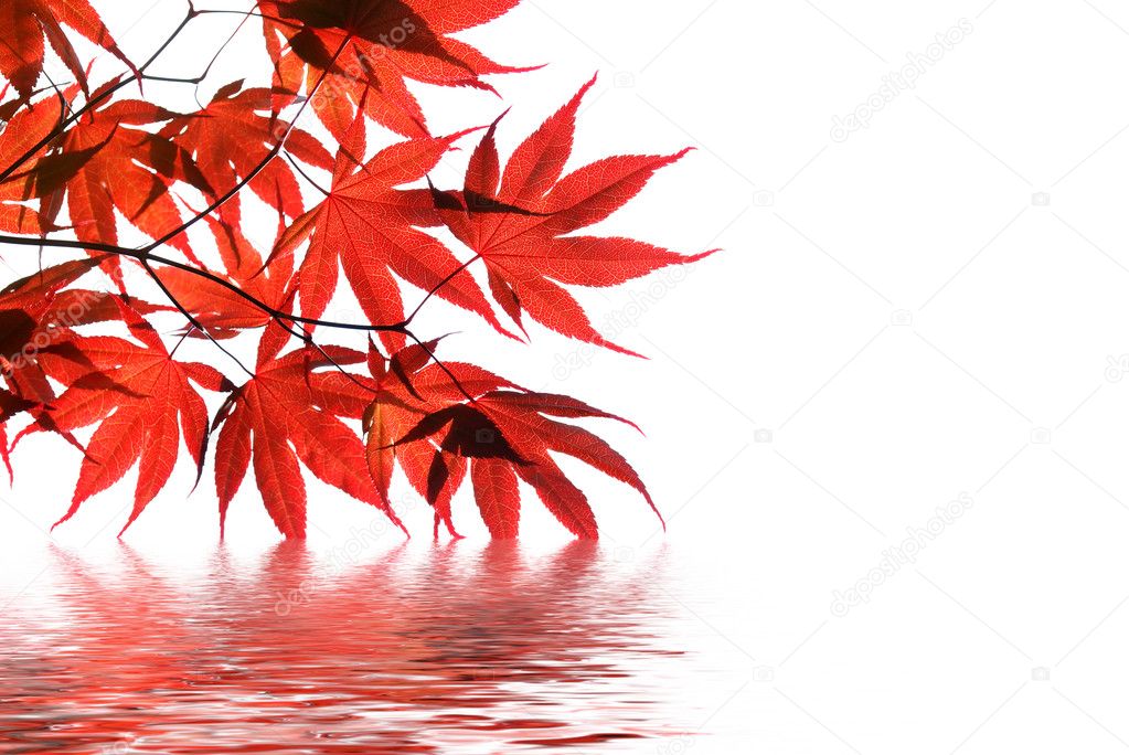 Isolated red japanese maple with water reflection