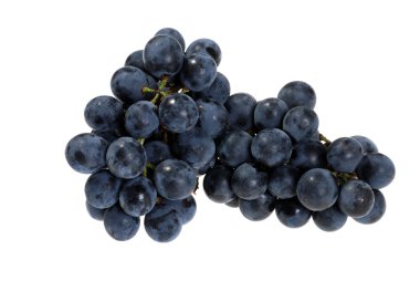 Fresh picked concord grapes clipart