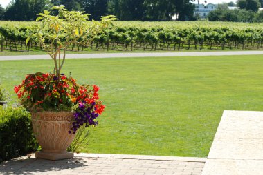 Garden with vineyard in the background clipart