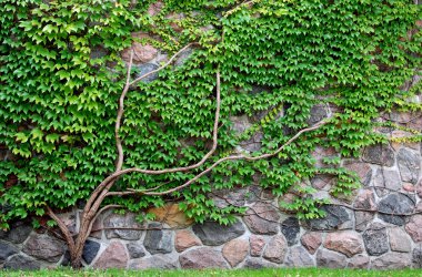 Vine growing on a rock wall clipart