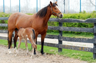 Young colt nursing clipart