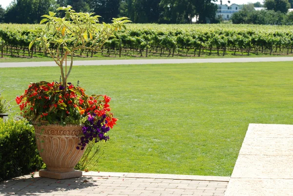 Garden with vineyard in the background — Stock Photo, Image