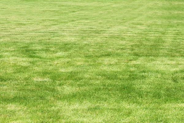 Fresh cut lawn — Stock Photo, Image