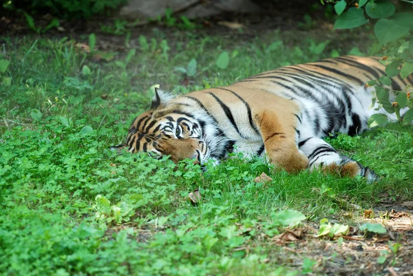 Тигр лежить у траві — стокове фото