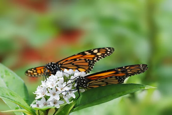 Two Monarch butterflies — Stock Photo, Image
