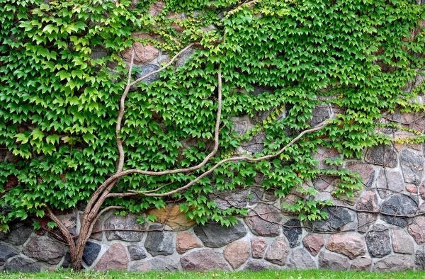 Виноград растет на скальной стене — стоковое фото