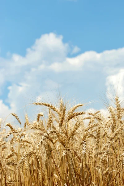 Пшеница с небом и облаками — стоковое фото