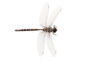 Top view dragon fly clipart