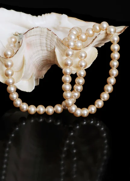 海贝壳中的珍珠项链 — 图库照片