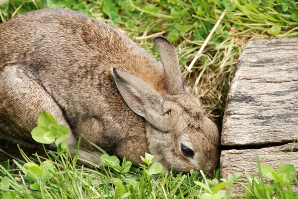 Кролик у входа в логово — стоковое фото
