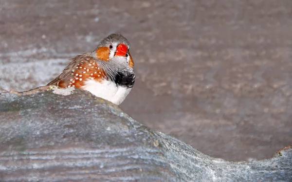 Red beaked bird on a rock — Stok Foto